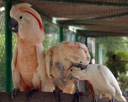 باغ پرندگان کیش باغ پرندگان کیش